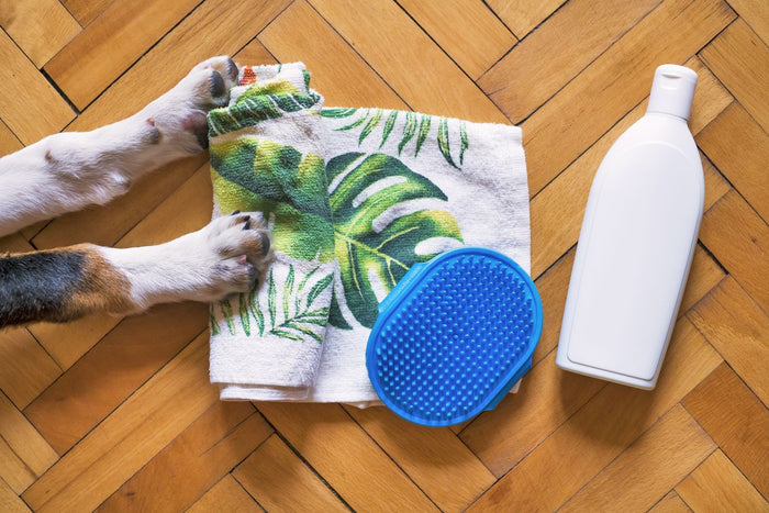 How to Clean Your Dog's Paws After a Walk (A 1-Minute Routine) - PawSheen