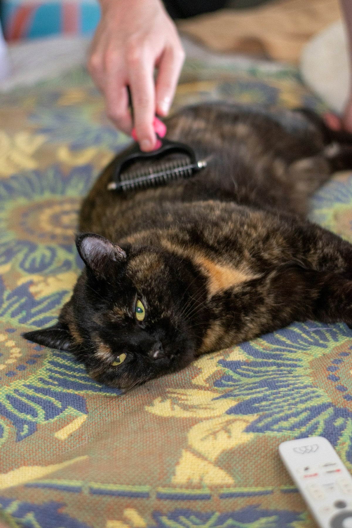 Cat Shedding Everywhere? 9 Ways to Reduce Fur Around the House - PawSheen