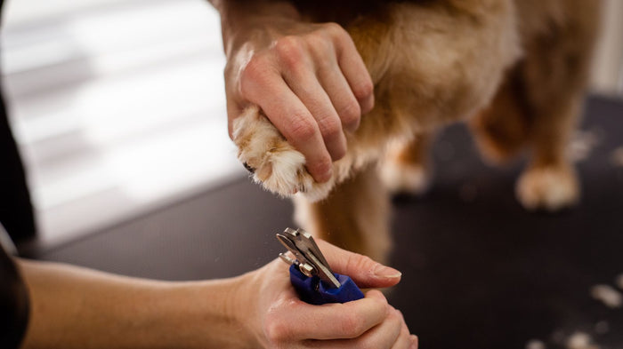 Dog Nail Grinder vs Clippers: Which One Should You Use? - PawSheen