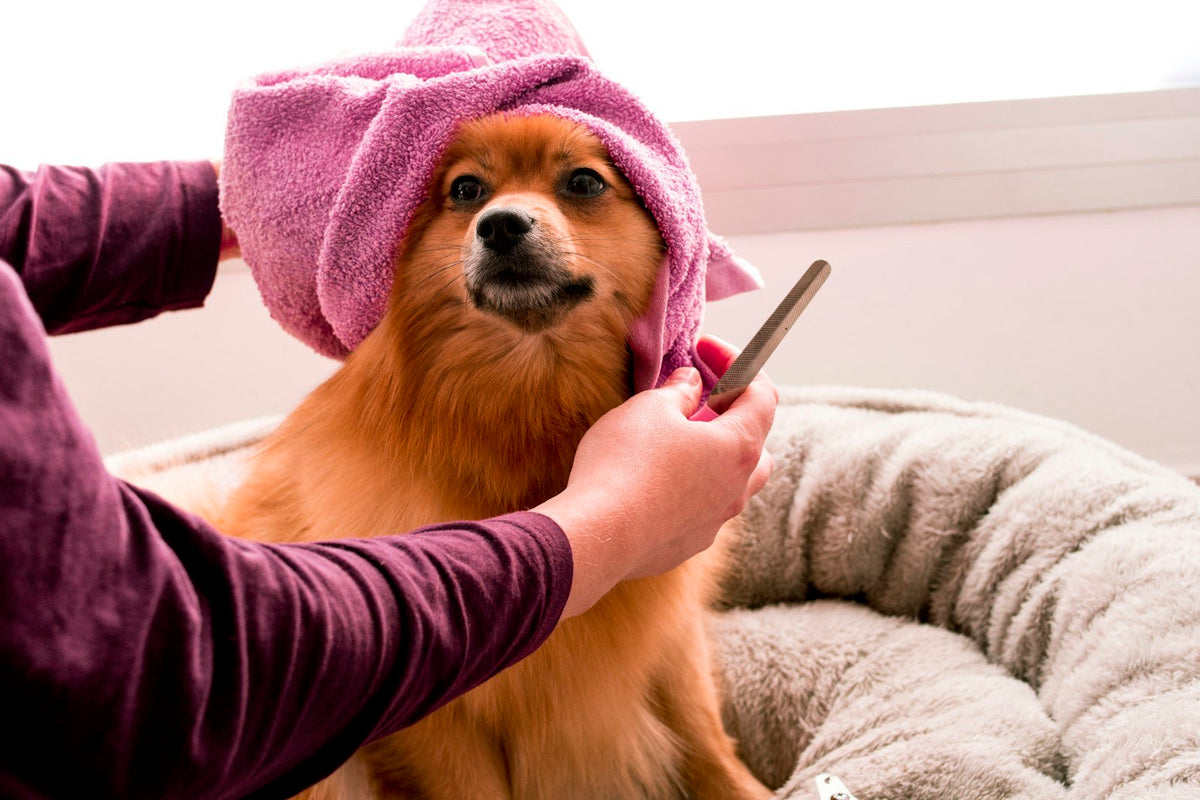 How Often Should You Groom Your Dog? A Simple Guide by Coat Type - PawSheen