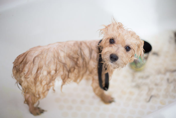 How to Bathe a Dog Who Hates Baths: A Calm Step-by-Step - PawSheen