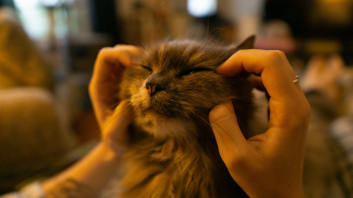 How to Brush a Cat Who Hates Being Brushed - PawSheen