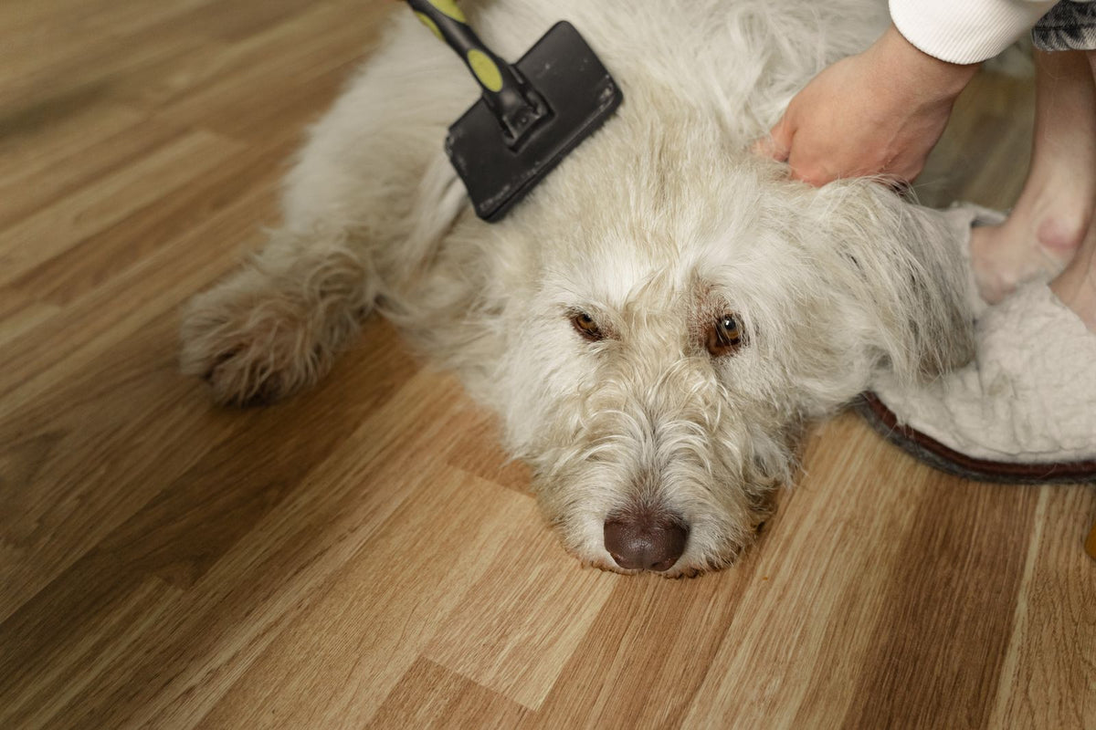 How to Deshed a Dog at Home (Without a Fur Tornado) - PawSheen