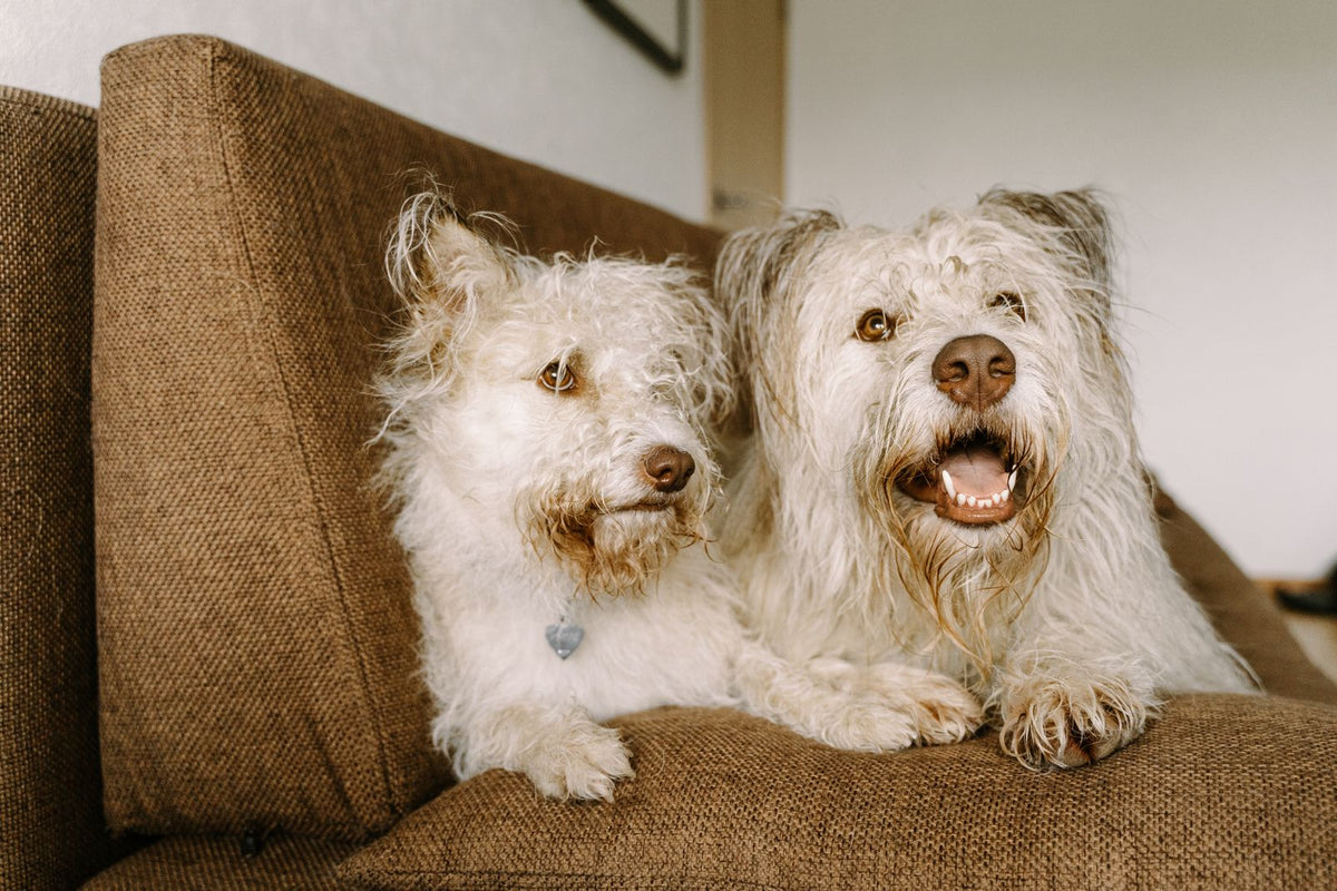 How to Get Dog Hair Off Your Couch (and Keep It Off) - PawSheen