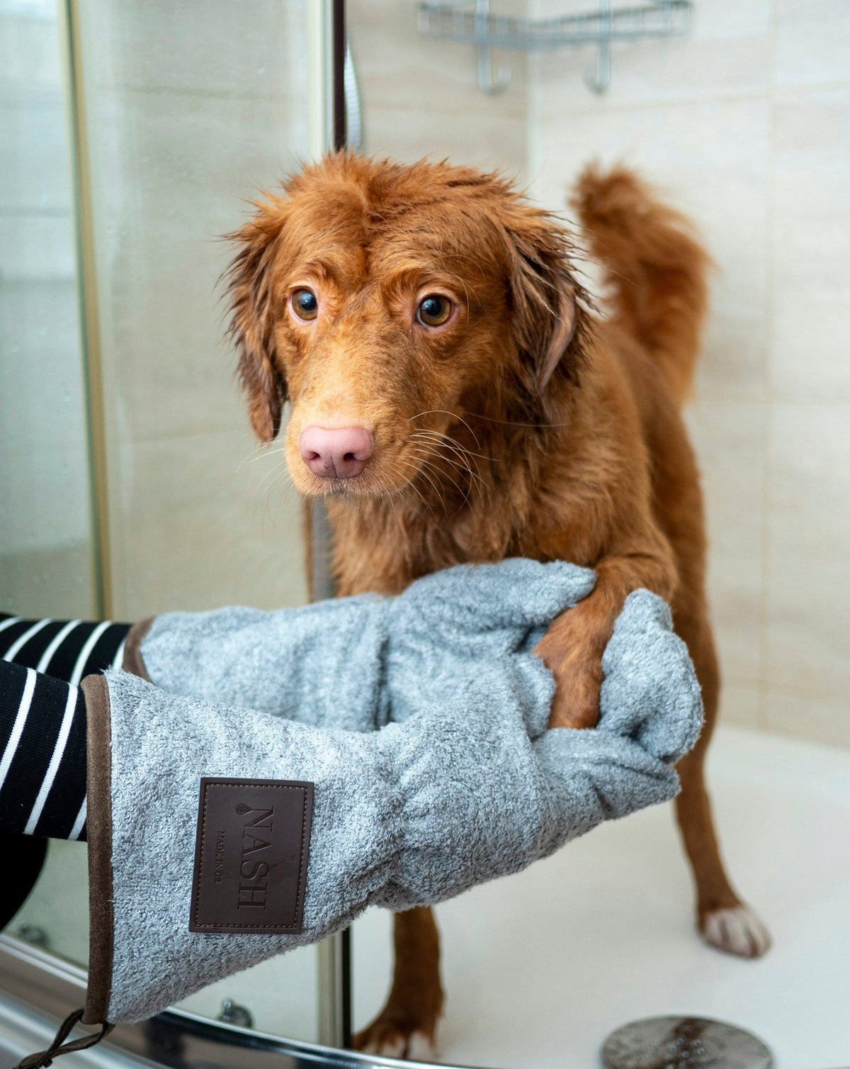 How to Groom a Dog That Hates Grooming: 7 Calm Tips - PawSheen