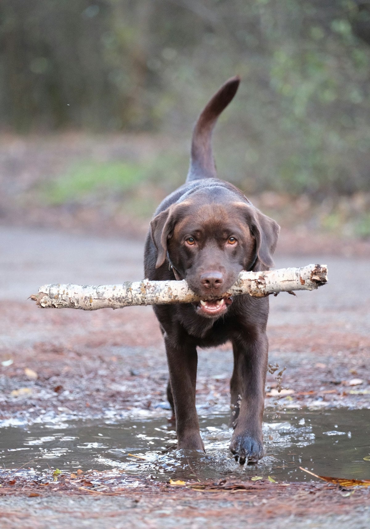 How to Stop Muddy Paw Prints and Litter Tracking for Good - PawSheen