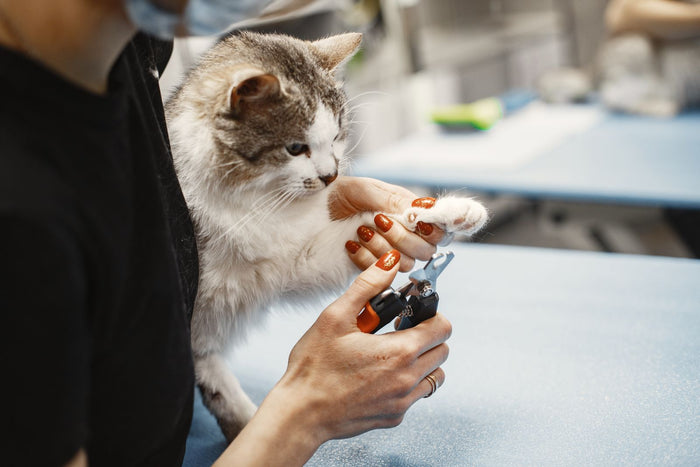 How to Trim Cat Nails When Your Cat Won't Let You - PawSheen