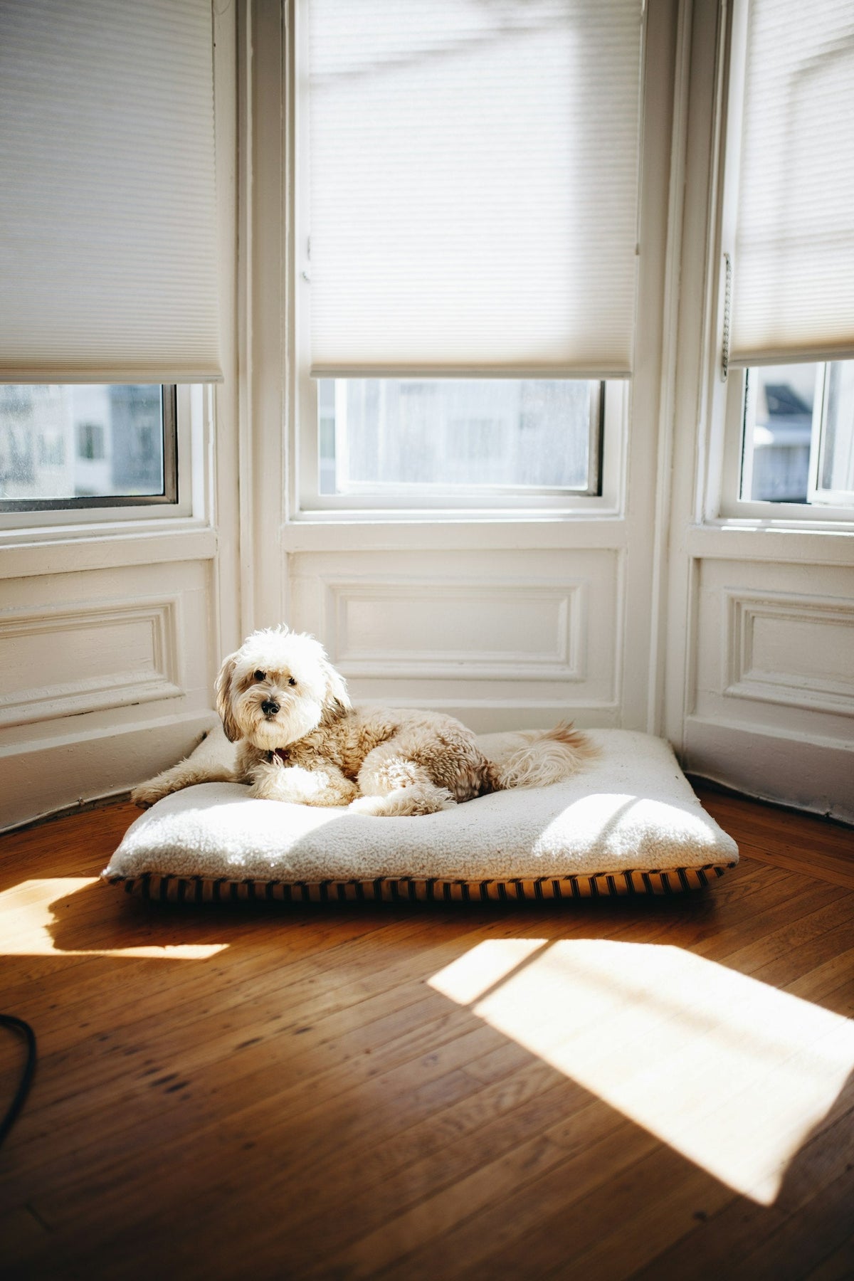 The At-Home Grooming Checklist: 7 Essentials Every Dog and Cat Owner Needs - PawSheen