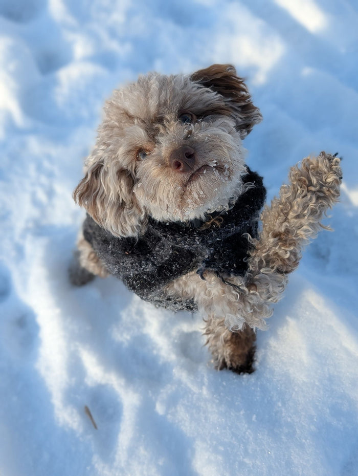 Winter Paw Care: How to Protect Your Dog's Paws From Salt, Snow and Ice - PawSheen