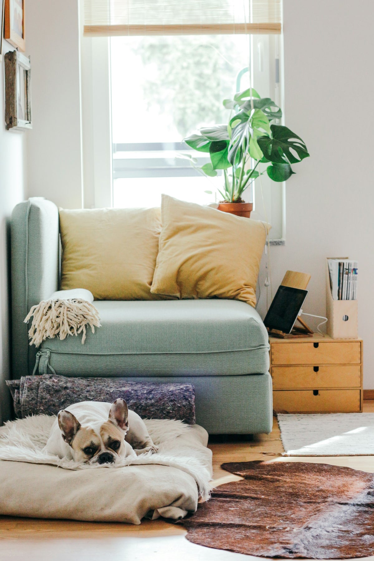 PawSheen - dog relaxing in a calm, clean living room