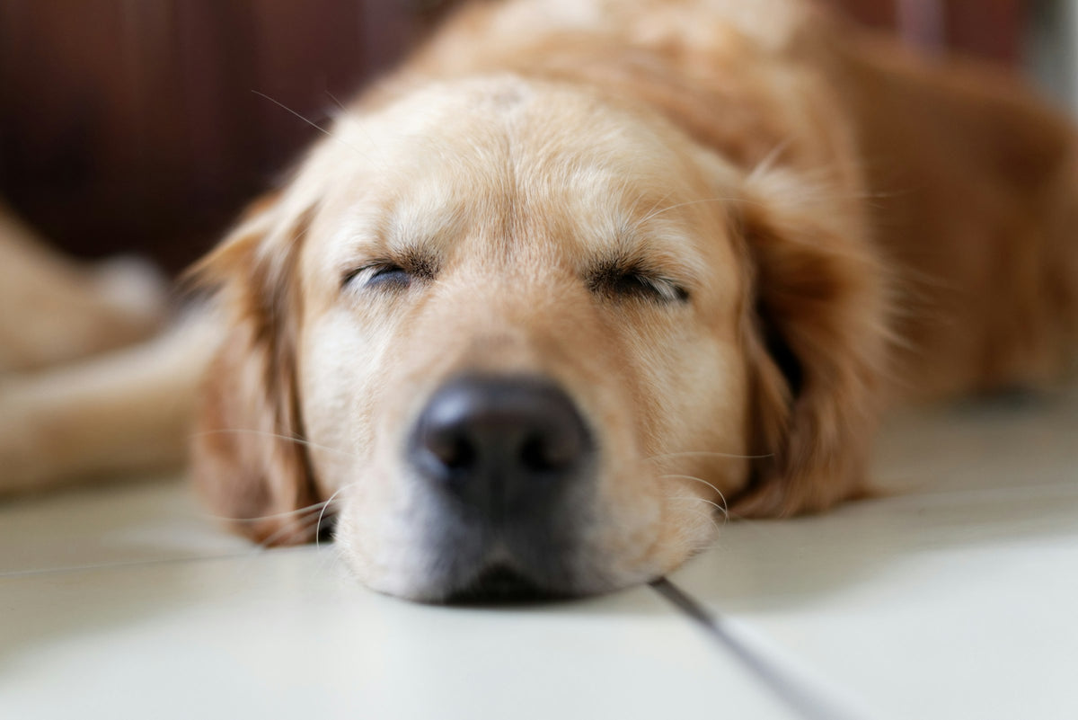 PawSheen hero - calm golden retriever resting
